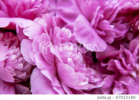 Pink peonies with drops Pink peonies with drops 67015180