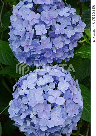 テマリ花　アジサイの仲間　03 67015386