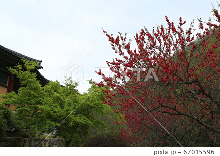 韓国 全羅南道 霊光郡 67015596