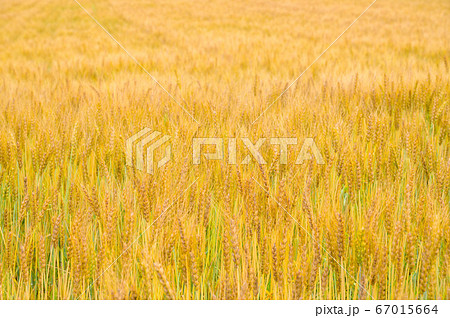 麦畑　小麦 67015664
