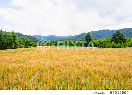 小麦畑 山形村 小麦畑 山形村 67015666