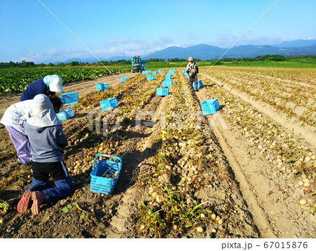 ジャガイモ　農業　収穫　北海道 67015876