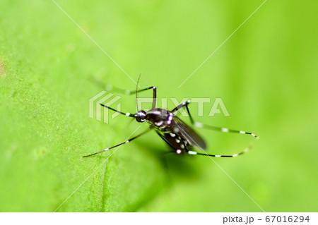 ヒトスジシマカ 67016294
