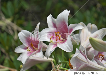 大輪を咲かせるトライアンファーター（鉄砲百合） 67016300