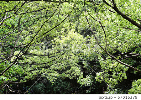 新緑 67016379