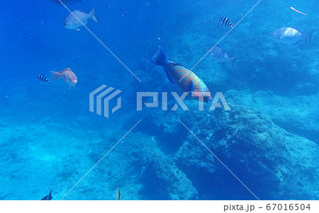 海の中の魚たち 海の中の魚たち 67016504