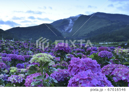 花 フラワー お花 67016546