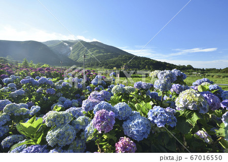 花 フラワー お花 67016550
