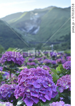 花 フラワー お花 67016558