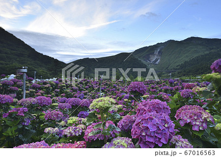 花 フラワー お花 67016563