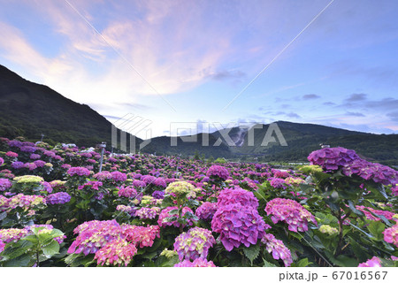 花 フラワー お花 67016567