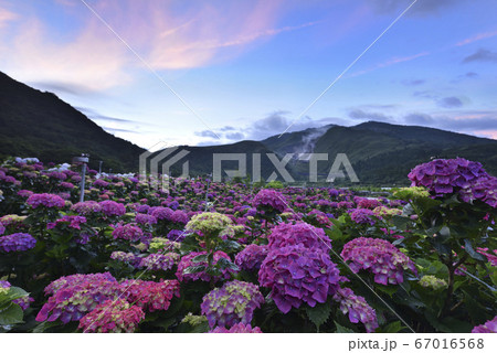 花 フラワー お花 67016568