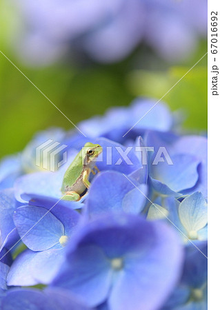 カエルと紫陽花の花 カエルと紫陽花の花 67016692