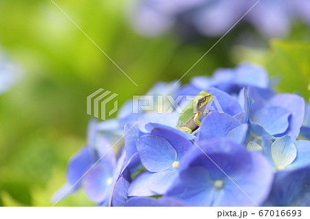 カエルと紫陽花の花 カエルと紫陽花の花 67016693
