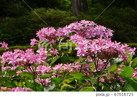 シチヘンゲ 桃色の花 07 シチヘンゲ 桃色の花 07 67016725