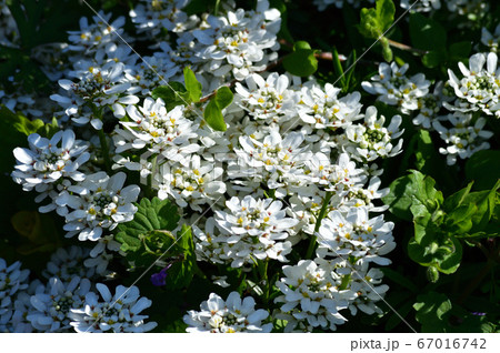 春に白い小さな複数の花を付けた植物を撮影した写真 67016742