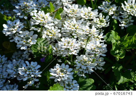春に白い花を付けた植物を撮影した写真 春に白い花を付けた植物を撮影した写真 67016743