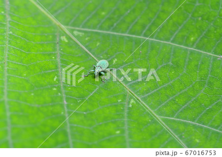 コフキゾウムシ 67016753