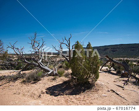 Shrub with dry tree trunks in the background Shrub with dry tree trunks in the background 67016774