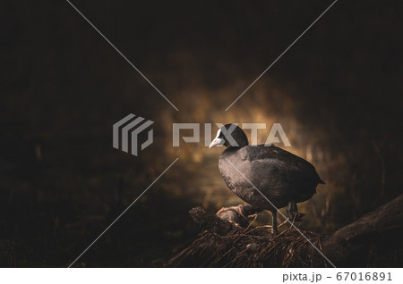 Fine art image of Eurasian coot or common coot or Australian coot or Fulica atra floating in water during winter migration at keoladeo national park or bird sanctuary bharatpur rajasthan india Fine art image of Eurasian coot or common coot or Australian coot or Fulica atra floating in water during winter migration at keoladeo national park or bird sanctuary bharatpur rajasthan india 67016891