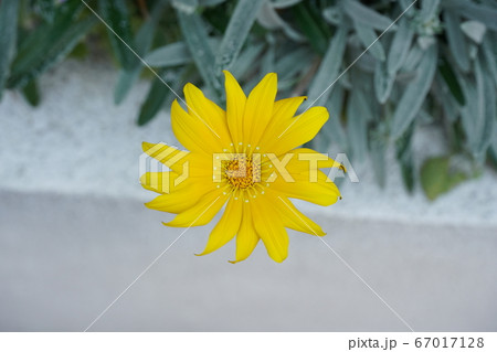 黄色い花 黄色い花 67017128