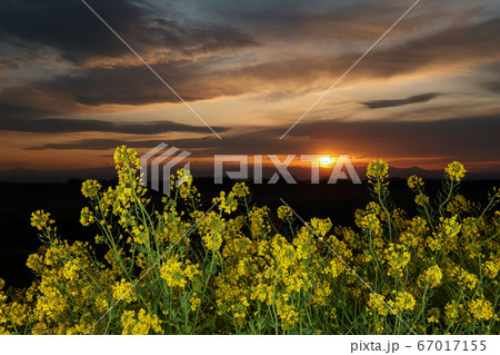荒川河川敷の菜の花と夕景 荒川河川敷の菜の花と夕景 67017155