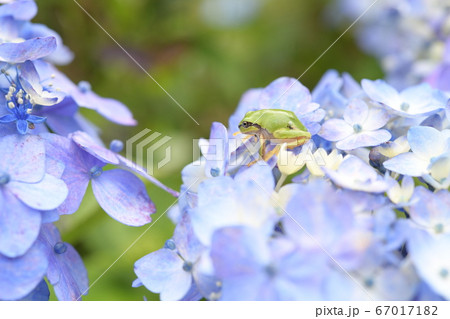 カエルと紫陽花の花 67017182