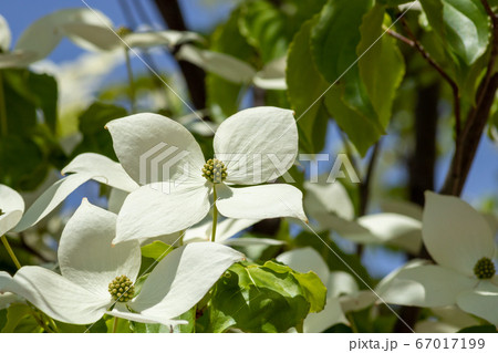 夏の満開の白い花 夏の満開の白い花 67017199