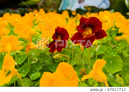 花 フラワー お花 67017712