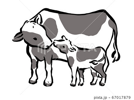 牛の親子 イラストのイラスト素材 67017879 Pixta