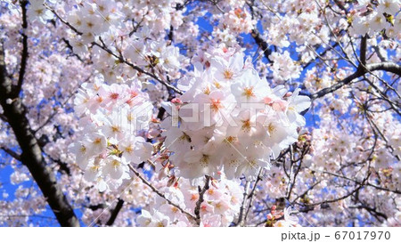 桜 桜 67017970