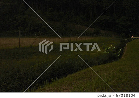 ゲンジボタル ゲンジボタル 67018104