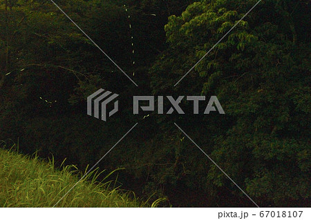 ほたる ほたる 67018107