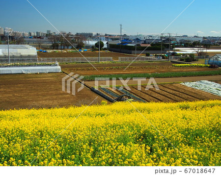 満開の菜の花咲く江戸川土手から見る畑風景 67018647