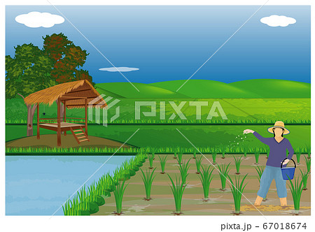 farmer manure rice plant vector design farmer manure rice plant vector design 67018674