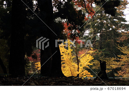 東大寺境内、銀杏、紅葉、秋、 東大寺境内、銀杏、紅葉、秋、 67018694