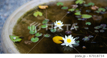 鉢に浮かぶ姫睡蓮の写真素材