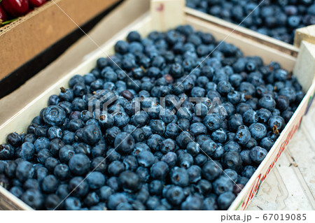 Picture of sweet, tasty and fresh blueberries Picture of sweet, tasty and fresh blueberries 67019085
