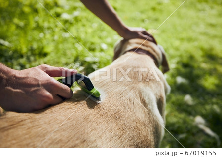 Pet owner is brushing fur of his dog 67019155