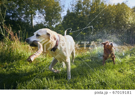 Two dogs playing with stick on riverside 67019181