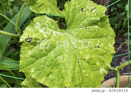 キュウリの葉 病気 ベト病 ハモグリバエ 5455の写真素材
