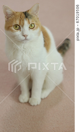 見つめる猫 67019506