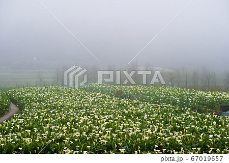 霧 湖 湖上 67019657