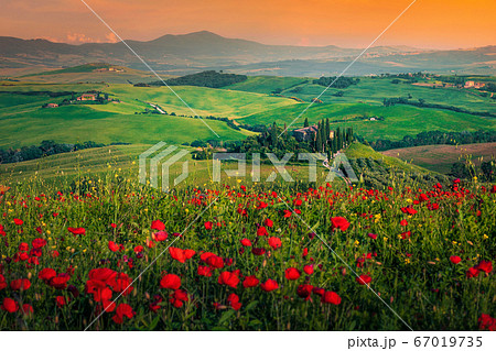Grain fields with red poppies at sunset in Tuscany, Italy 67019735
