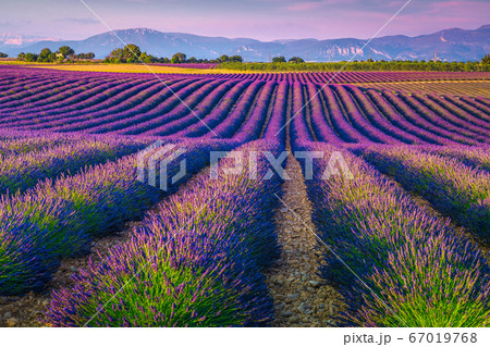 Beautiful purple lavender fields in Provence region, Valensole, France, Europe Beautiful purple lavender fields in Provence region, Valensole, France, Europe 67019768