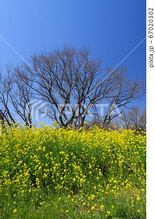 菜の花咲く春の江戸川河川敷風景 菜の花咲く春の江戸川河川敷風景 67020302