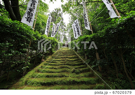 苔　階段　杉本寺　鎌倉　湘南　神奈川　緑 67020379