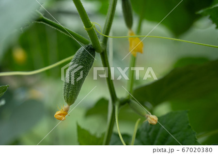 Fresh young green cucumber hanging on plant. 67020380