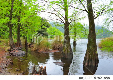 藺牟田池 藺牟田池 67021090