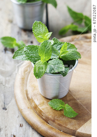 Green fresh mint on the wooden table Green fresh mint on the wooden table 67022087